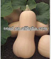 2021 Wholesale Butternut Flesh Hybrid Squash Seeds Pumpkin Seeds for Planting photo-3