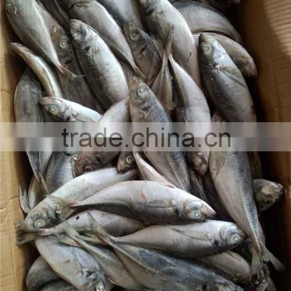 Frozen Whole Round Sea Frozen Horse Mackerel photo-5