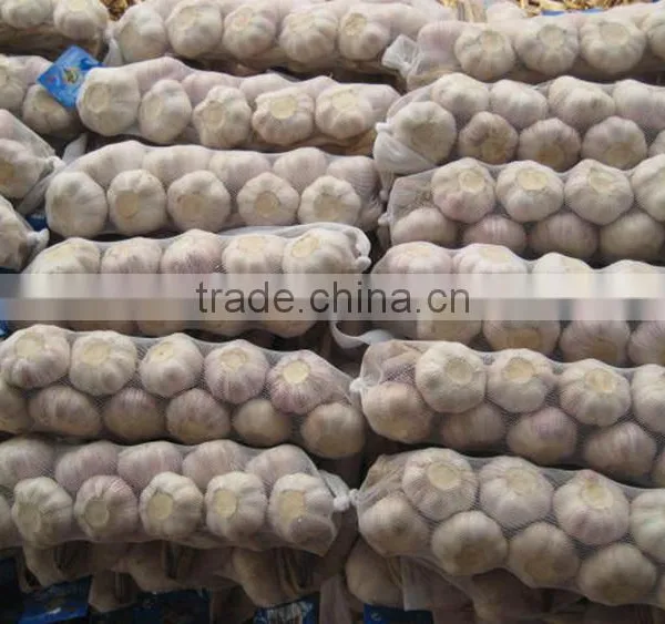 Chinese Garlic