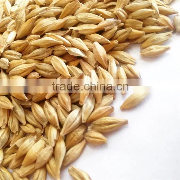 Ukraine Barley ,barley Seeds Animal Seeds Can Makes Animal Grow up Healthy photo-3