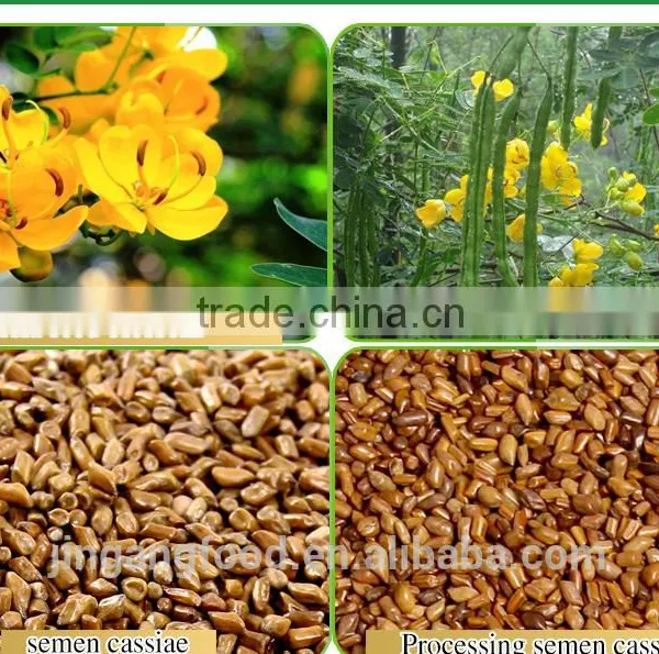 Chinese Semen Cassiae/Selected Medicinal Cassia Seed