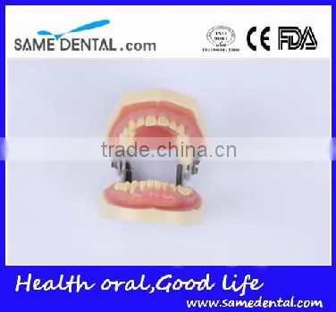 Dental Moderate Periodontal Disease Model Teaching Demonstration photo-2