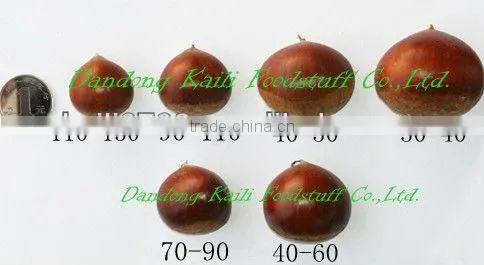 Cute Vhestnut Good Taste photo-4