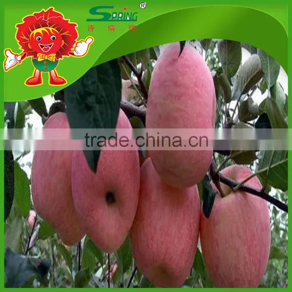 Red Delicious Apples High Quality Chinese Fuji Apple Red Chief Apple photo-3