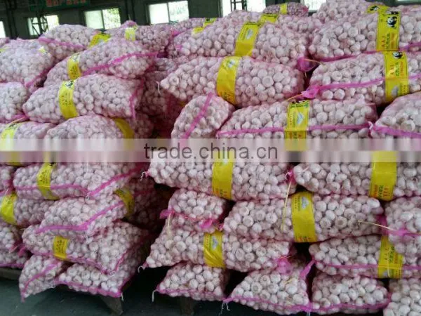 Normal White Fresh Garlic With Carton Mesh Bag photo-5
