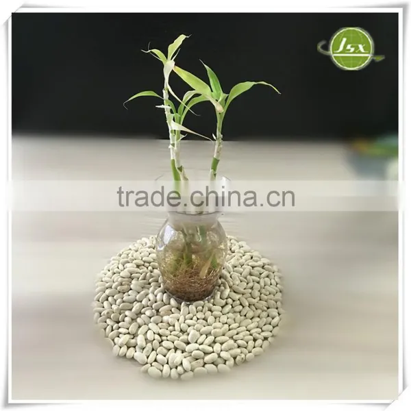 JSX Long Shape White Kidney Beans Food Trade Export photo-5