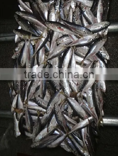 Sea Frozen Horse Mackerel photo-2