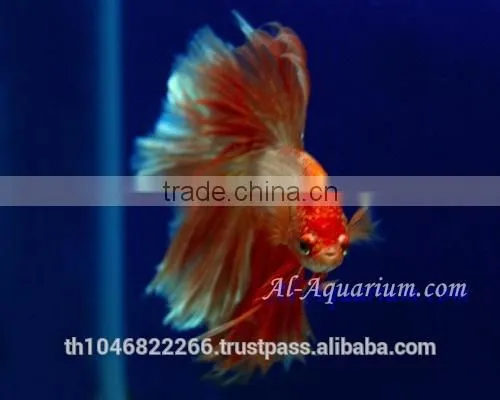 Halfmoon Betta Fish Farm For Sale and Export / Ornamental Fish Thailand photo-6