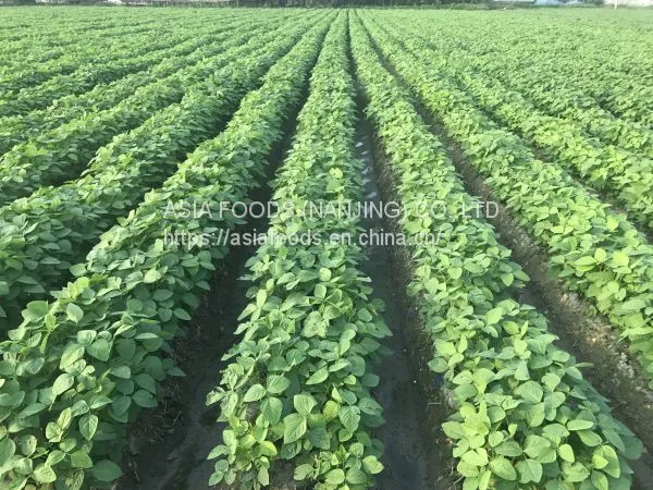 Frozen Shelled Soybeans,shelled Edamame,HACCP,ISO22000,BRC,HALAL,KOSHER photo-4