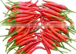 Fresh Hot Red Chili With Best Price photo-2
