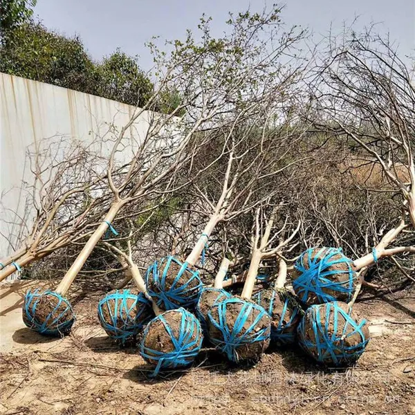 Prices of Lagerstroemia Indica in 2021, Prices of Crape Myrtle, Nursery photo-4