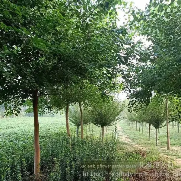 One Chinese Tallow Tree With a Trunk Diameter of 8 cm at Breast Height in 2020 for Sale photo-5