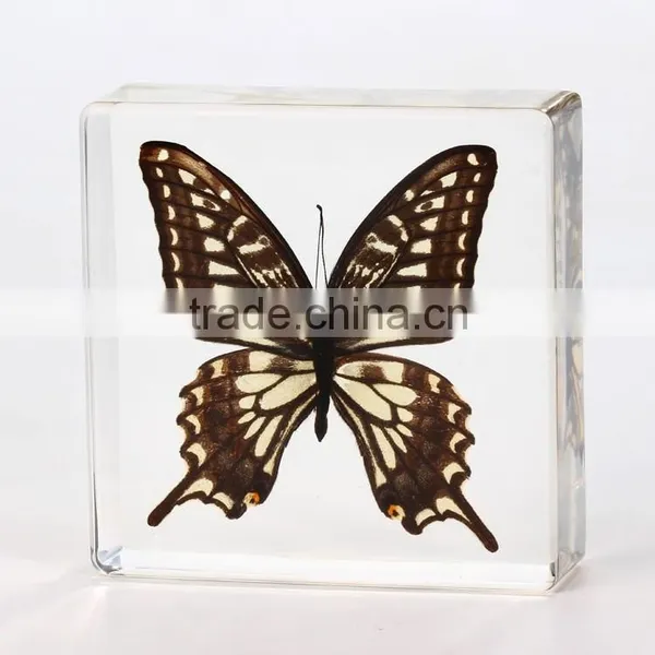 New Design Paperweight With Real Butterfly photo-4