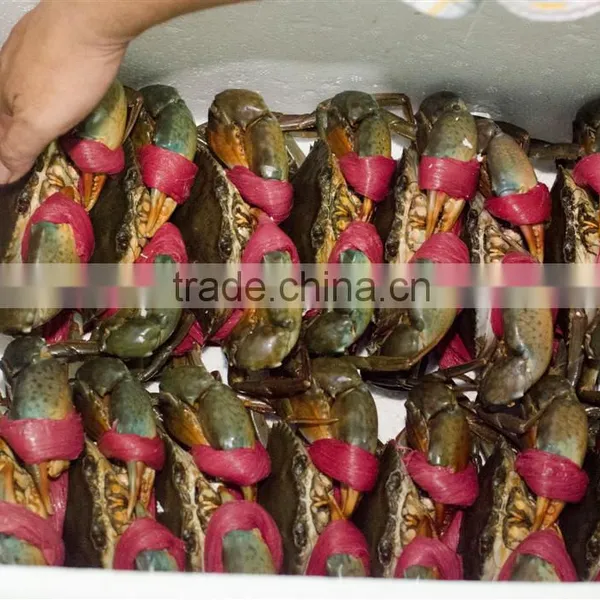 Live Flower Lobster (Panulirus Ornatus) and Mud Crab (Scylla Serrata), Live Tiger Prawn and Other Live Seafoods photo-3