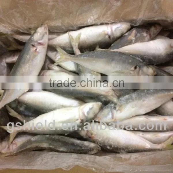 2016 IQF 5-6pcs/kg Whole Round Frozen Small Eye Round Scad photo-4