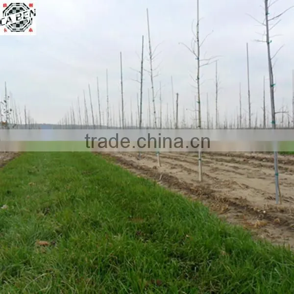 Factory Directly Sale Fiber Glass Round Rod With High Strength photo-6