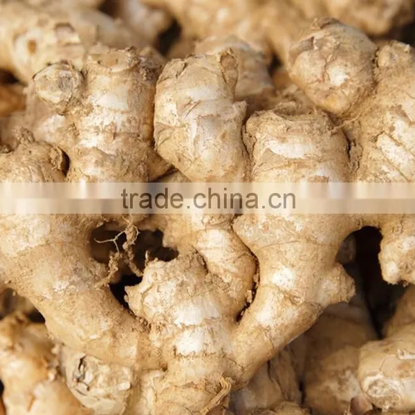 Fresh Ginger/market Prices for Ginger/dried Ginger Bulk Fresh Ginger photo-3