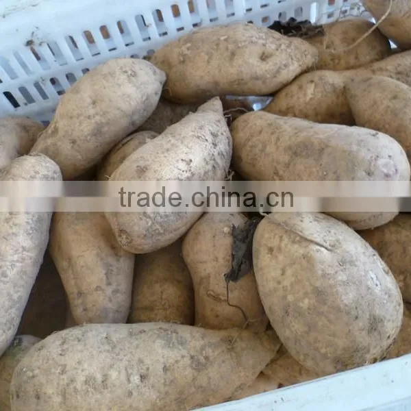 Fresh Sweet Potato/purple Sweet Potato/yellow Sweet Potato photo-4