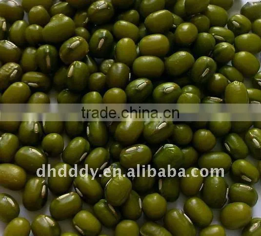Organic Mung Bean
