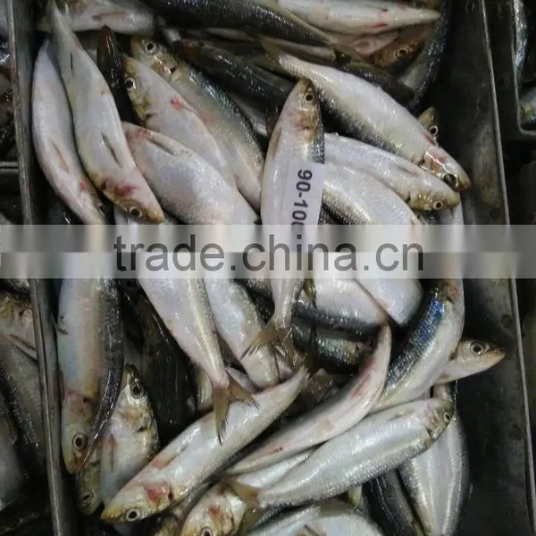 Import Canned Tuna Sardine photo-2