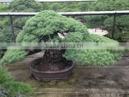 High-grade and a Heart Feels Relaxed Garden Product Japanese BONSAI for Freedom , Big Tree photo-6