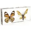 QF Educational Embedded Specimen Academic Specimen - Comparison of Moth & Butterfly