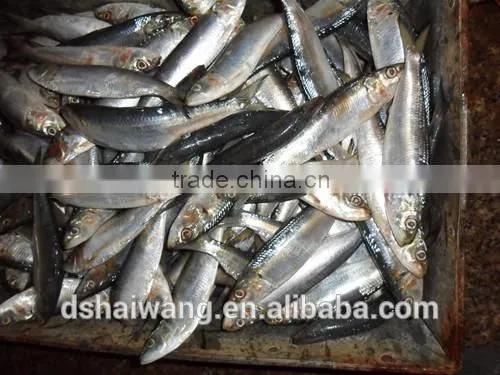 Frozen Sardine Fish Whole Round photo-2