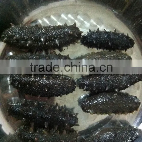 Buyers of Sea Cucumber