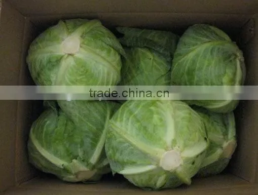 2013 Fresh Chinese Cabbage for Sales photo-3