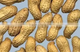 Peanut