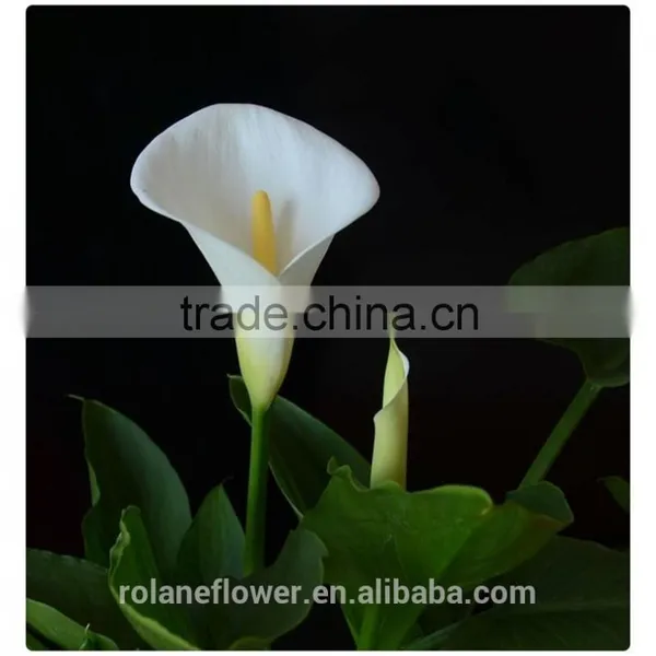 High Quality Fresh Cut Flower White Calla Lily to Express Global photo-6