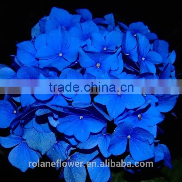 For New Year Decoration Wedding Bouquet Wholesale Natural White Hydrangea Bouquet From China photo-3