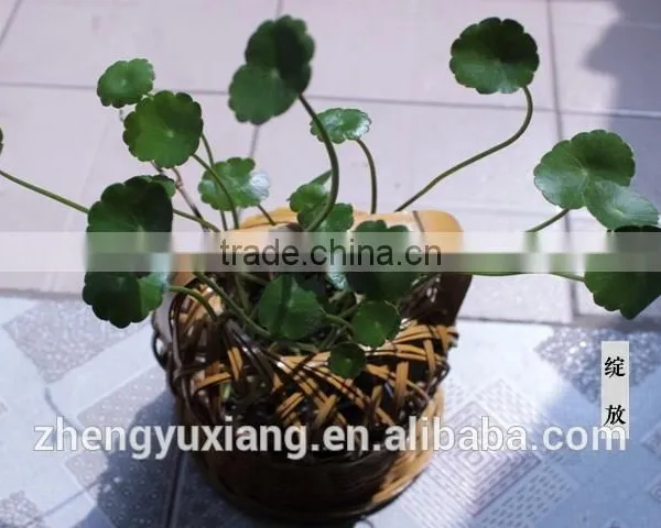 Handwoven Bamboo Decorative Basket for Planting photo-5