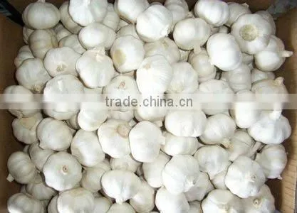 Pure White Garlic