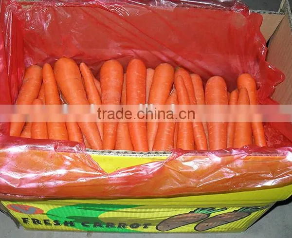 Chinese Fresh Carot of 2016 Crop photo-4