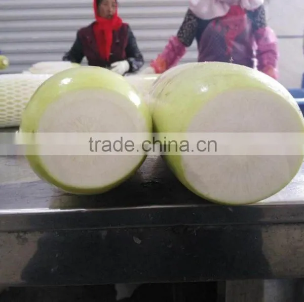 Fresh Radish to Canada From Chinese Factory photo-2