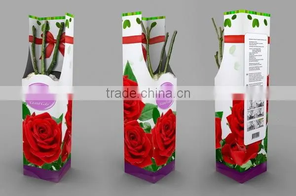 Rose Plants / Grafted Rose Plants photo-4