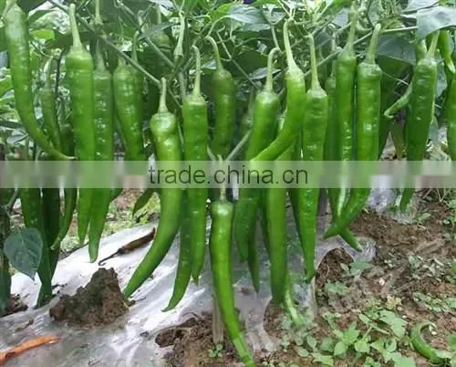 Hybrid Green Red Chilli Pepper Seeds for Sale-Diao Chan photo-2