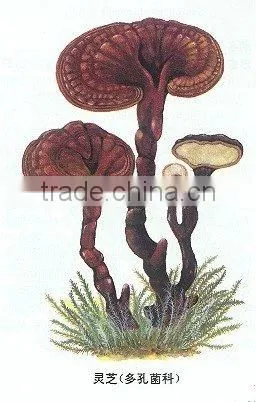 Reishi P.E-Ganoderma Lucidium P.E