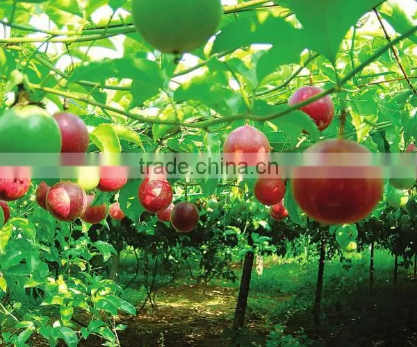 Passion Fruit Tree Seedling photo-3