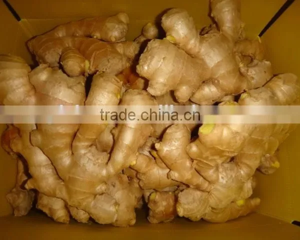 Chinese Fresh Ginger photo-2