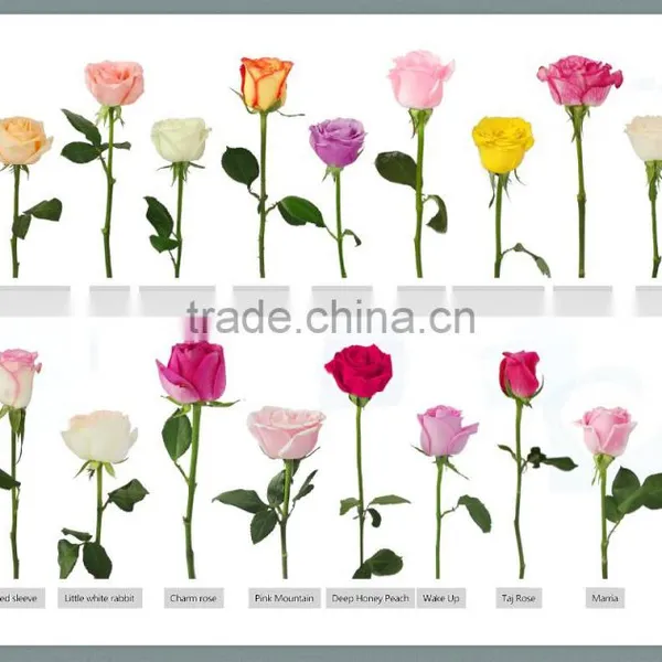 Supply Fresh Cut Flower Rose From Flower Base in Kingming photo-6