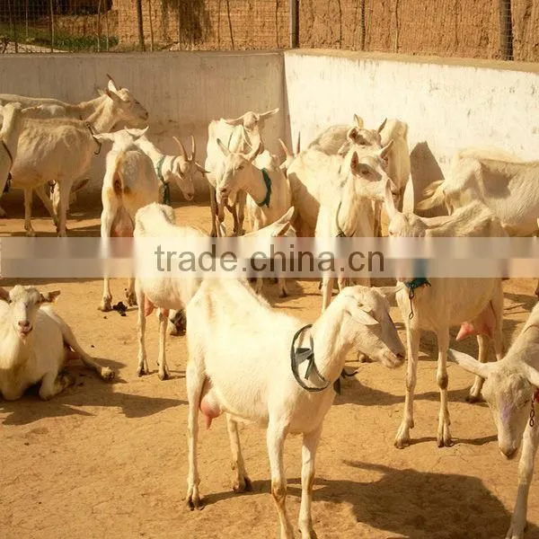 Whole Goat Milk Powder photo-4
