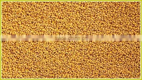 Yellow Mustard Seeds photo-2