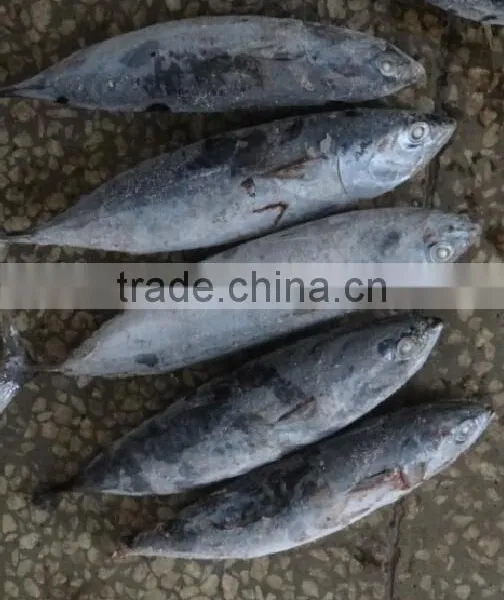 Frozen Bonito Tuna photo-2