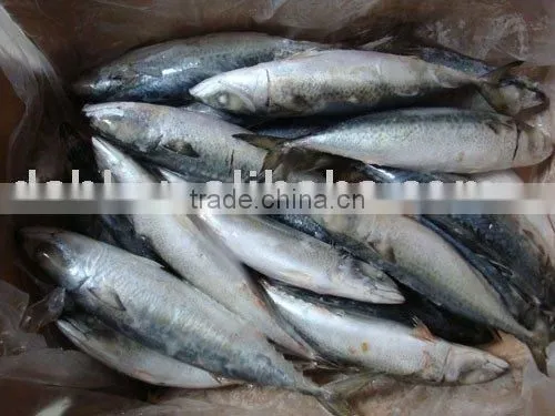 Frozen Mackerel, Pacific Mackerel