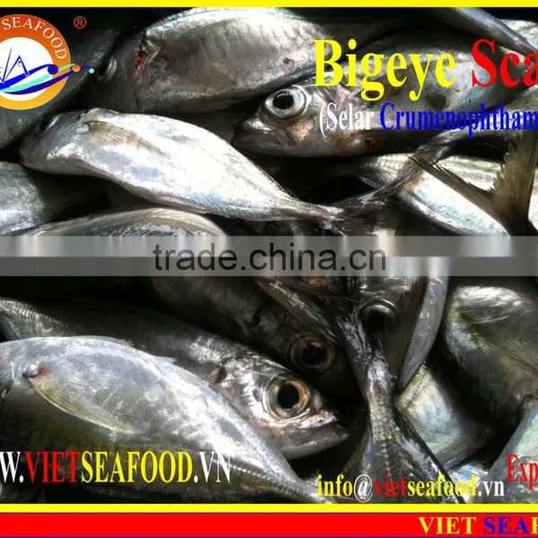 FROZEN BIGEYE SCAD WHOLE ROUND photo-3