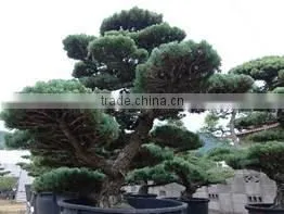Professional and a Heart Feels Relaxed Bonsai Tree Price Tree With Eco-friendly Made in Japan photo-5