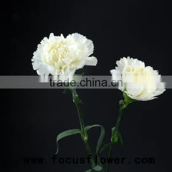 Fragrant Aroma Crazy Selling Anthurium Flowers Flower Pots Wholesale Snow White for Wedding Decoration From Kunming photo-5