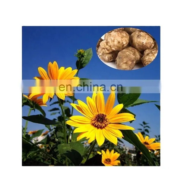 High Fructose Corn Syrups Processing Line Synanthrin Production Line